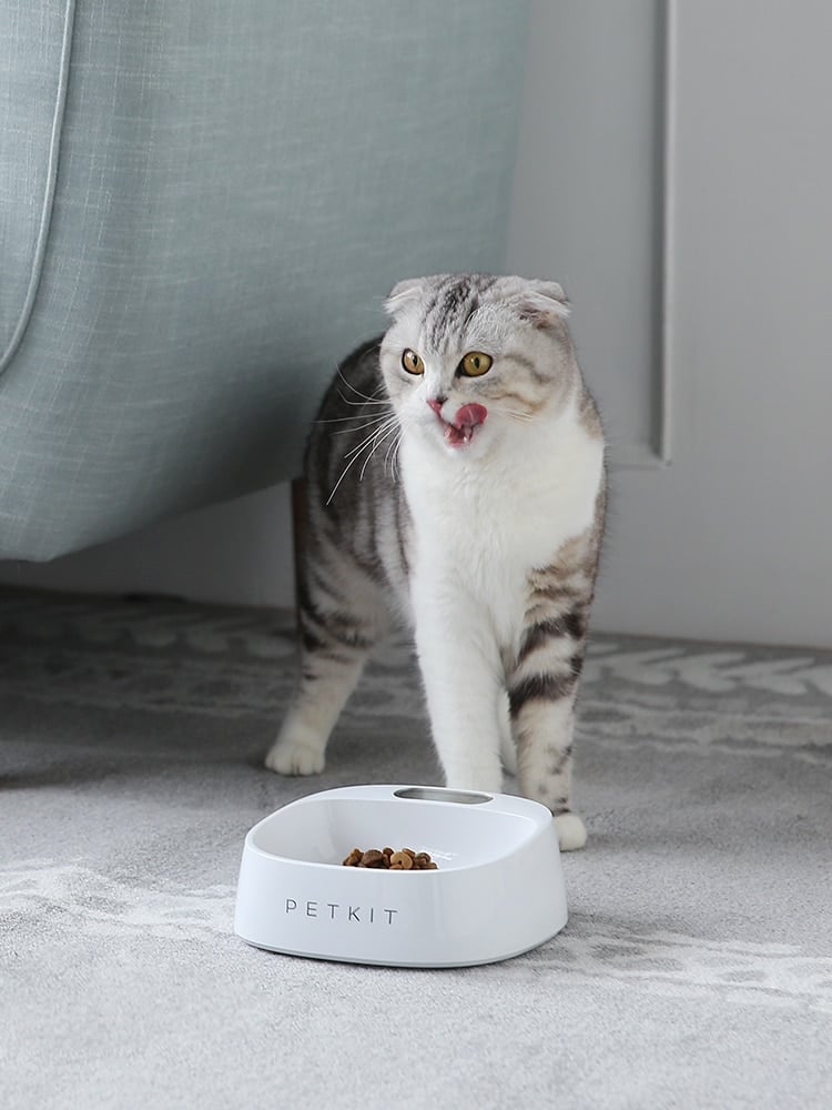 Anti-Bacterial Waterproof Smart Food Weight Calculating Digital Scale Pet Cat Dog Bowl Feeder 3