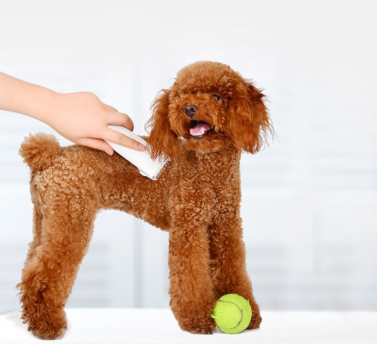 Pawbby Pets USB Rechargable Hair Trimmers Professional Dog/Cat Pet Grooming Electrical Pets Hair Clippers Pets Shaver 3 Pawbby Pets USB Rechargable Hair Trimmers Professional Dog/Cat Pet Grooming Electrical Pets Hair Clippers Pets Shaver 3