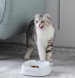 Anti-Bacterial Waterproof Smart Food Weight Calculating Digital Scale Pet Cat Dog Bowl Feeder 3